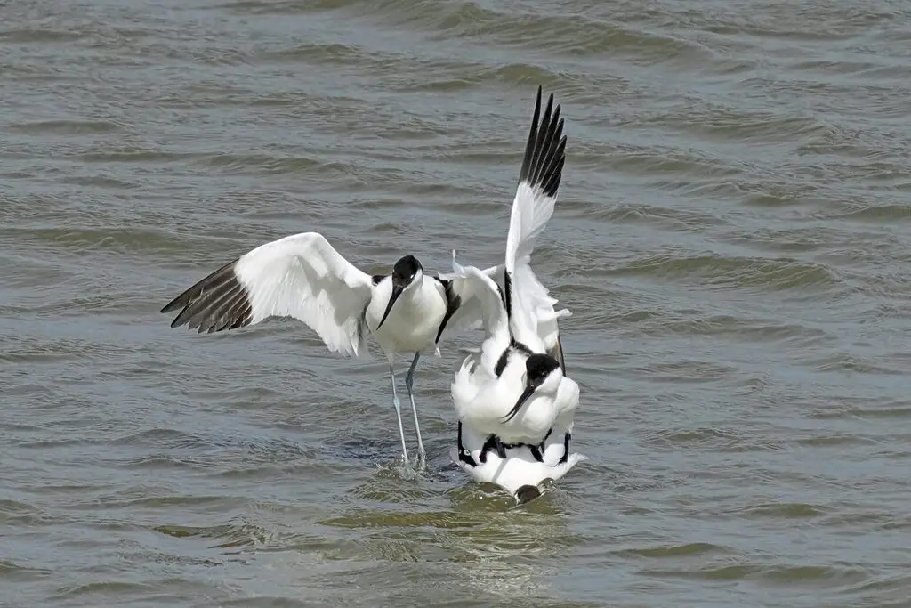 Säbelschnäbler auf Zeeland
