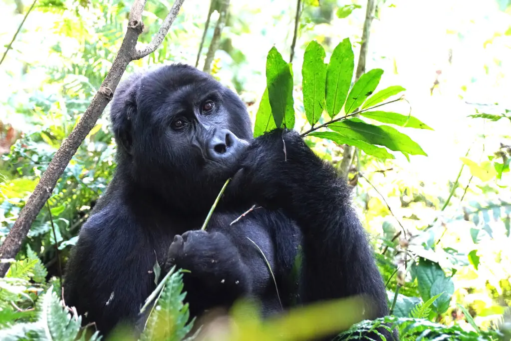 Eine faszinierende und unvergessliche Begegnung mit einem Gorilla im Bwindi Nationalpark in Uganda