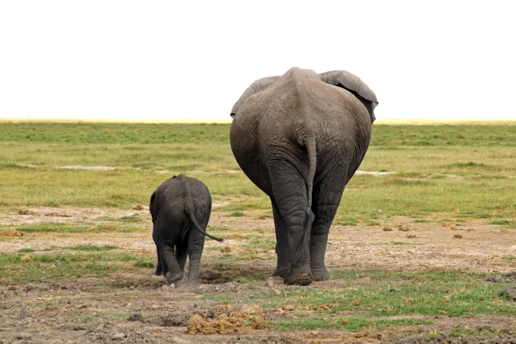 Kenia - Elefanten im Amboseli Nationalpark