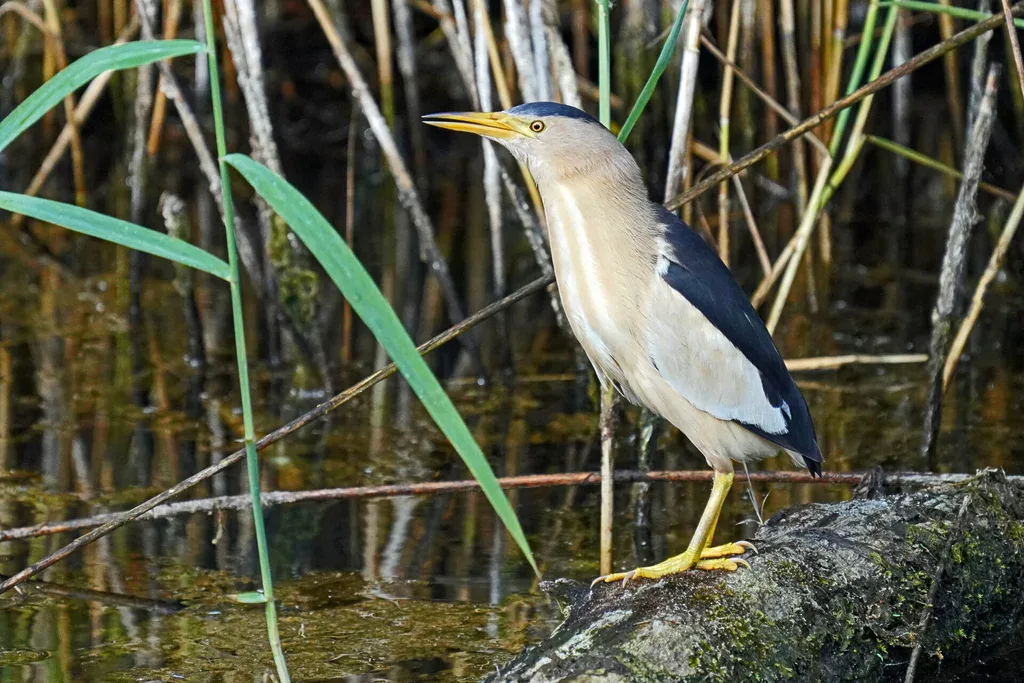 männliche Zwergdommel im Haff Reimech in Luxemburg