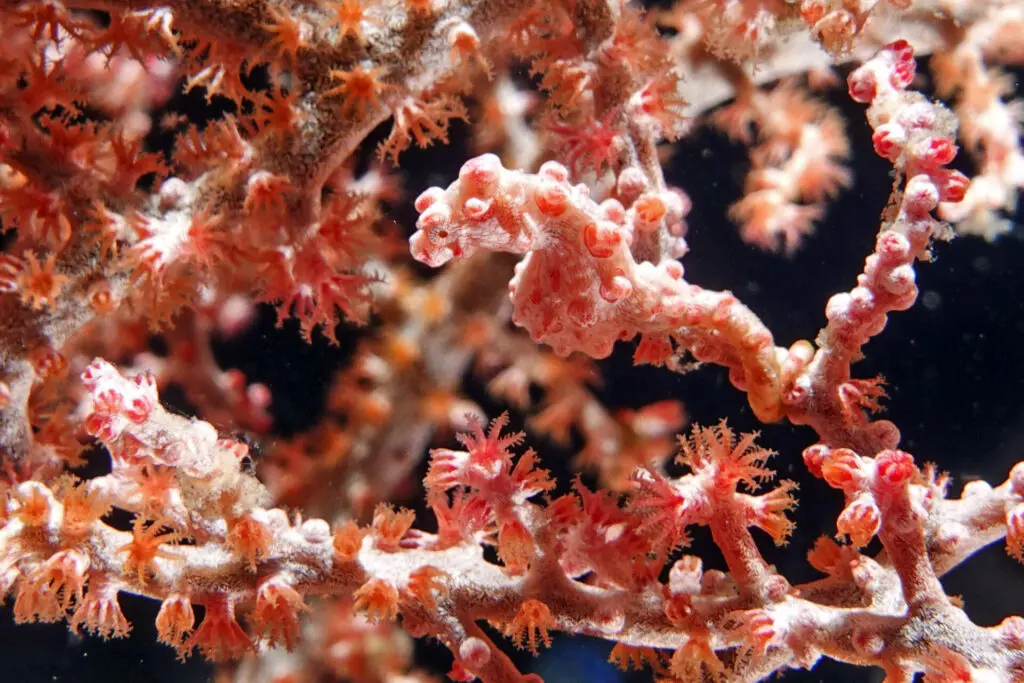 Pygmäenseepferdchen Hippocampus Bargibanti gefunden beim TAuchen bei Tulamben auf Bali