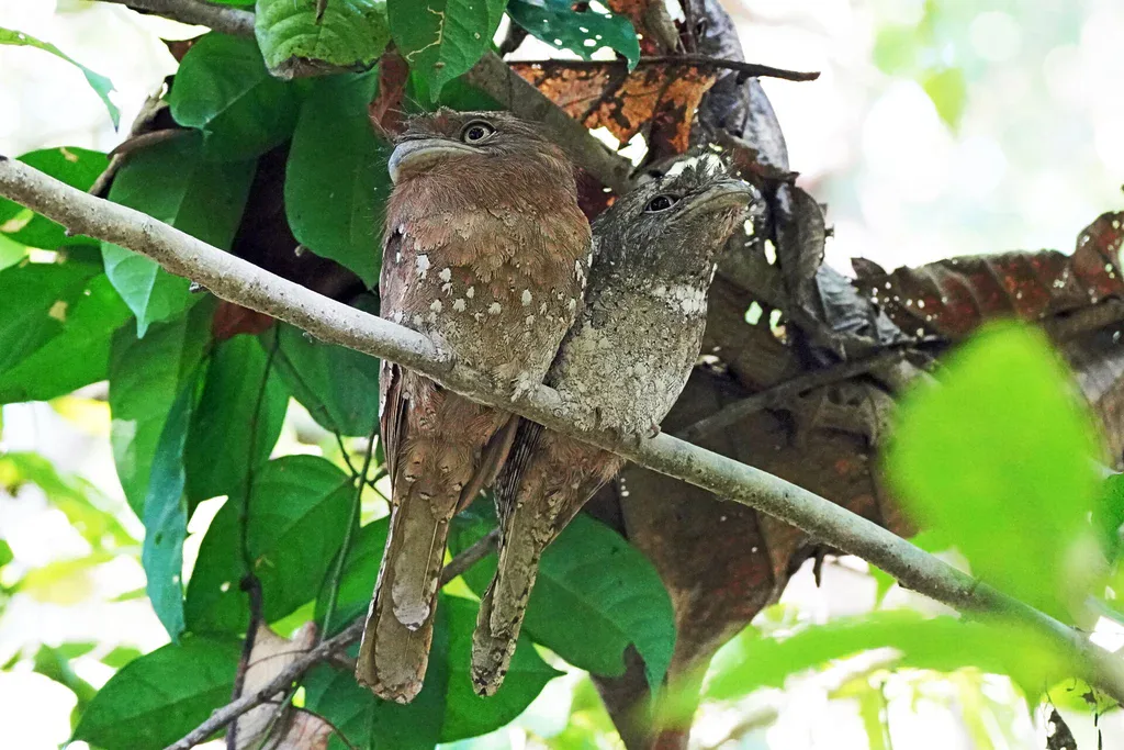 Einer der Stars im Thattekad Bird Sanctuary ist der nachtaktive Sri Lanka Frogmouth (Ceylon Froschmaul)