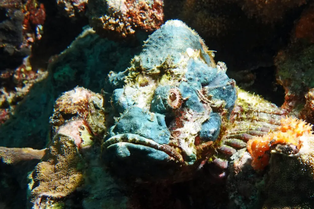 Drachenkopf auf Nusa Penida bei Bali