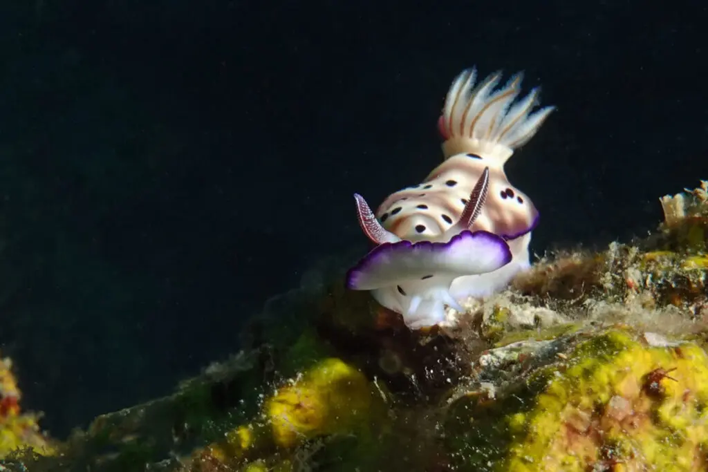 Tauchen bei Pemuteran auf Bali mit den Karang Divers - Nacktschnecke in Pemuteran