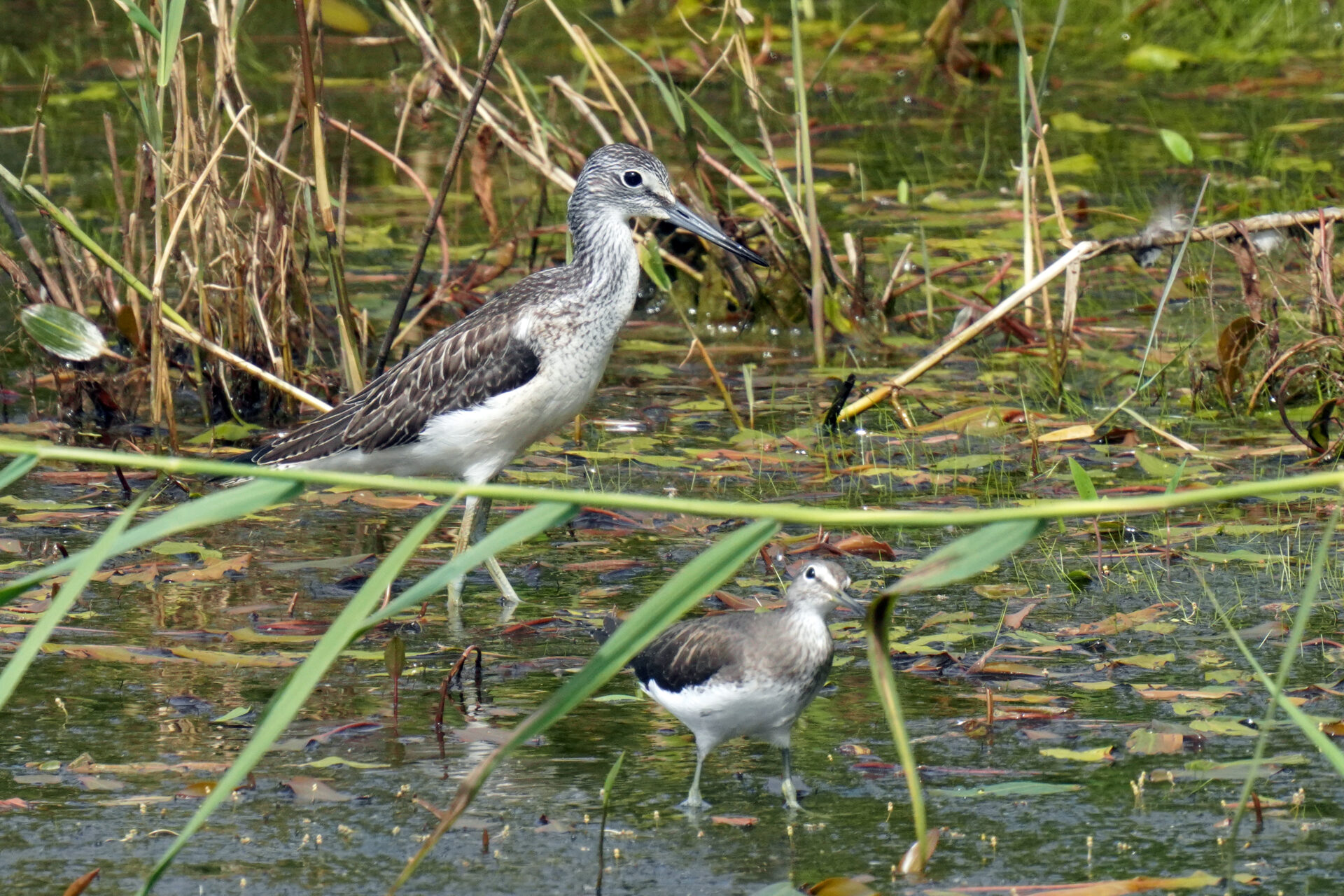 Haff Reimech bei Remerschen in Luxemburg mit einer vielfältigen Vogelwelt