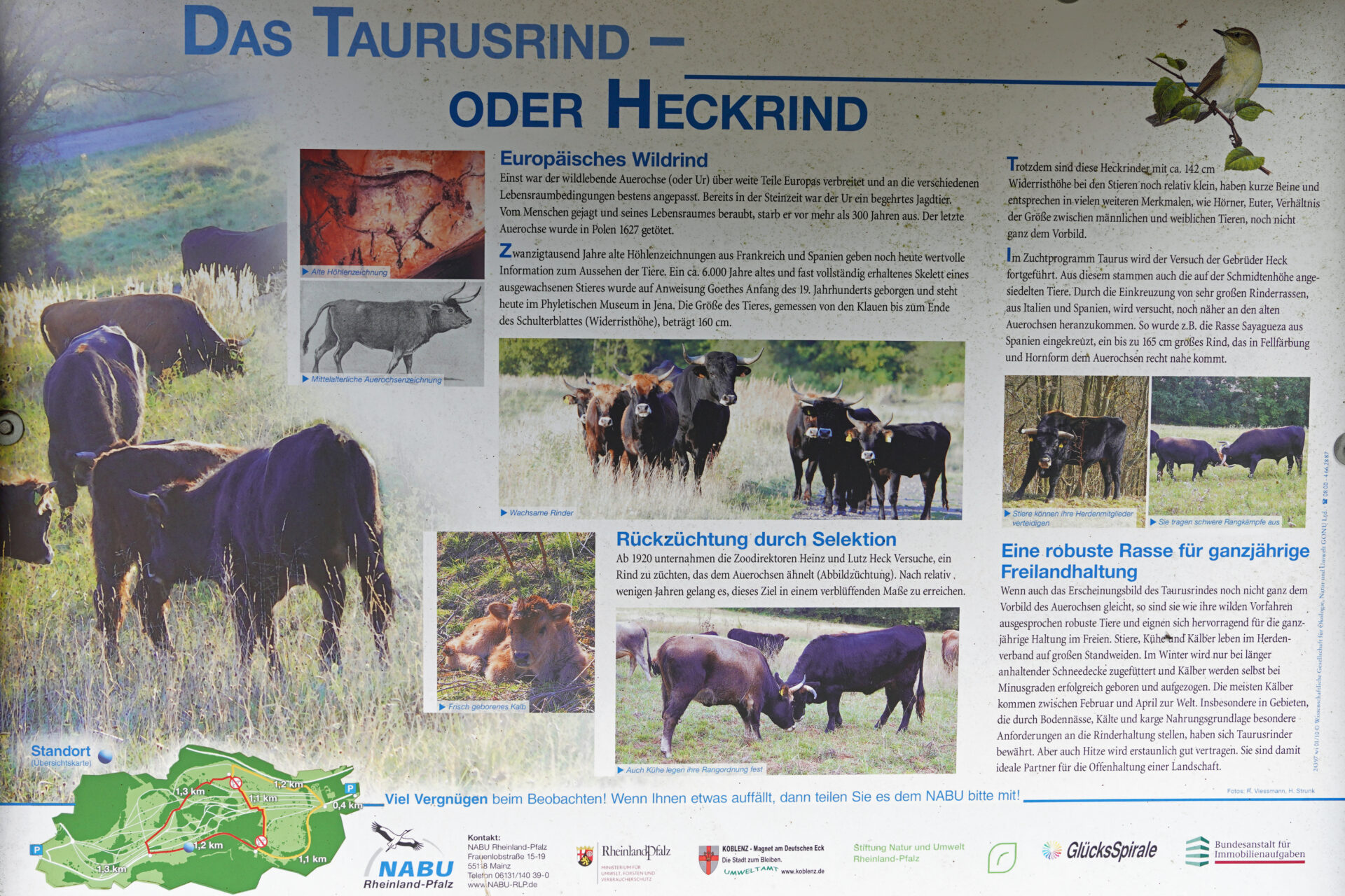 Die Schmidtenhöhe bei Koblenz ist ein wunderschönes, riesiges Naturschutzgebiet, in dem es viel zu entdecken gibt.