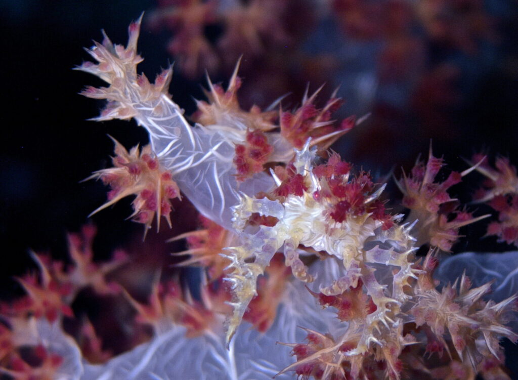Weichkorallenkrabbe beim Tauchen im Bunaken Nationalpark in Sulawesi