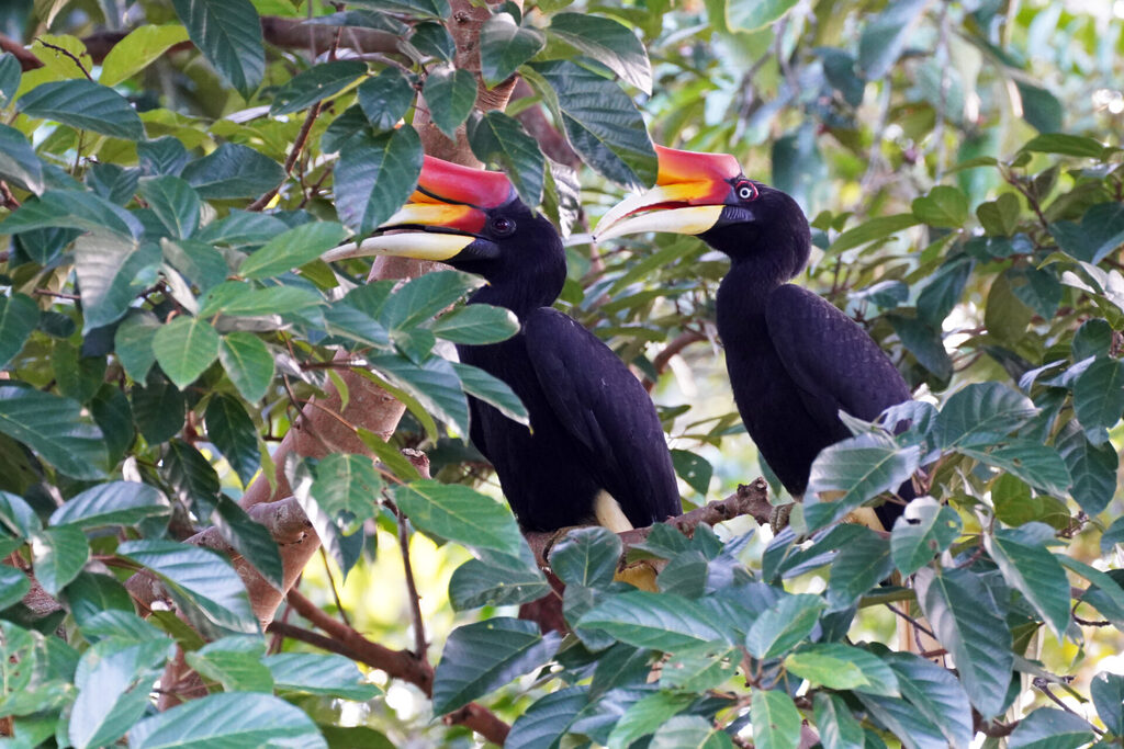 ein Vertreter der Borneo Big 5 ist der Rhinozeros Hornbill (Nashornvogel), den wir im Rainforest Discovery Centre in Sepilok in Sabah in Malaysia sehen konnten