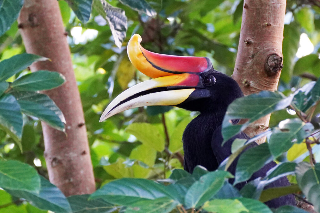 ein Vertreter der Borneo Big 5 ist der Rhinozeros Hornbill (Nashornvogel), den wir im Rainforest Discovery Centre in Sepilok in Sabah in Malaysia sehen konnten