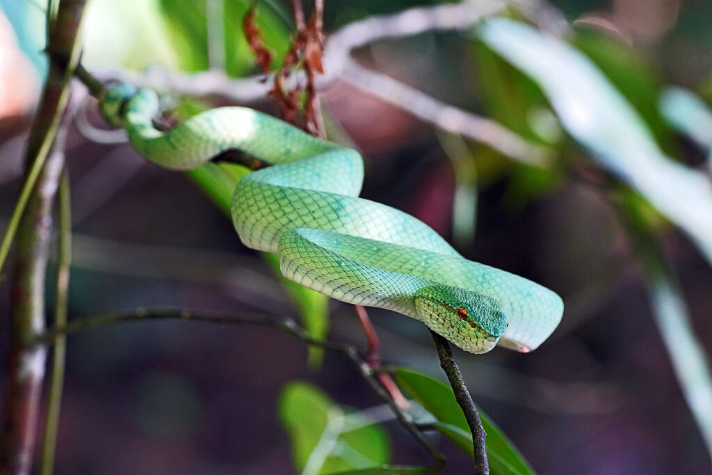 Die Borneo Pit Viper zählt zu den Giftschlangen in Sabah / Malaysia