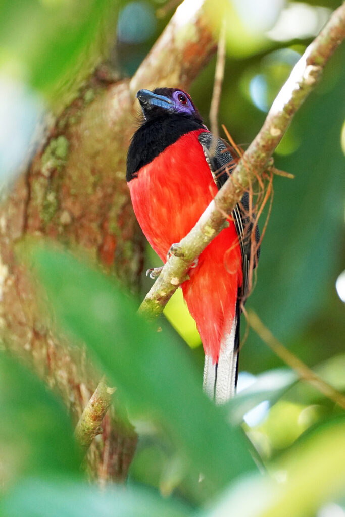 Der Trogon ist ein farbenprächtiger Vogel, der ebenfalls im Rainforest Discovery Centre in Sepilok in Sabah in Malaysia gefunden werden kann
