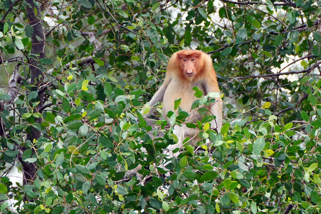 Nasenaffen sind ein Vertreter der Borneo Big 5 und entlang des Kinabatangan in Sabah in Malaysia zu finden