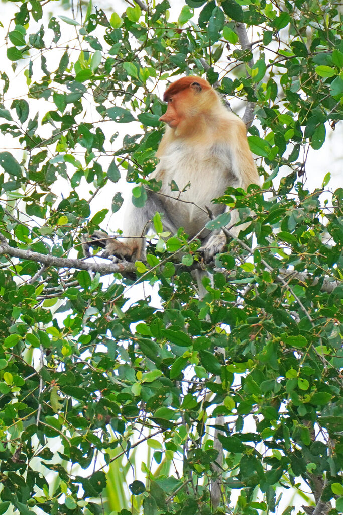 Nasenaffen sind ein Vertreter der Borneo Big 5 und entlang des Kinabatangan in Sabah in Malaysia zu finden