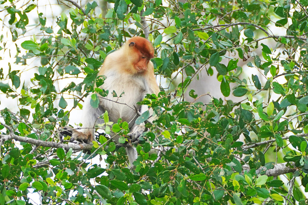 Nasenaffen sind ein Vertreter der Borneo Big 5 und entlang des Kinabatangan in Sabah in Malaysia zu finden