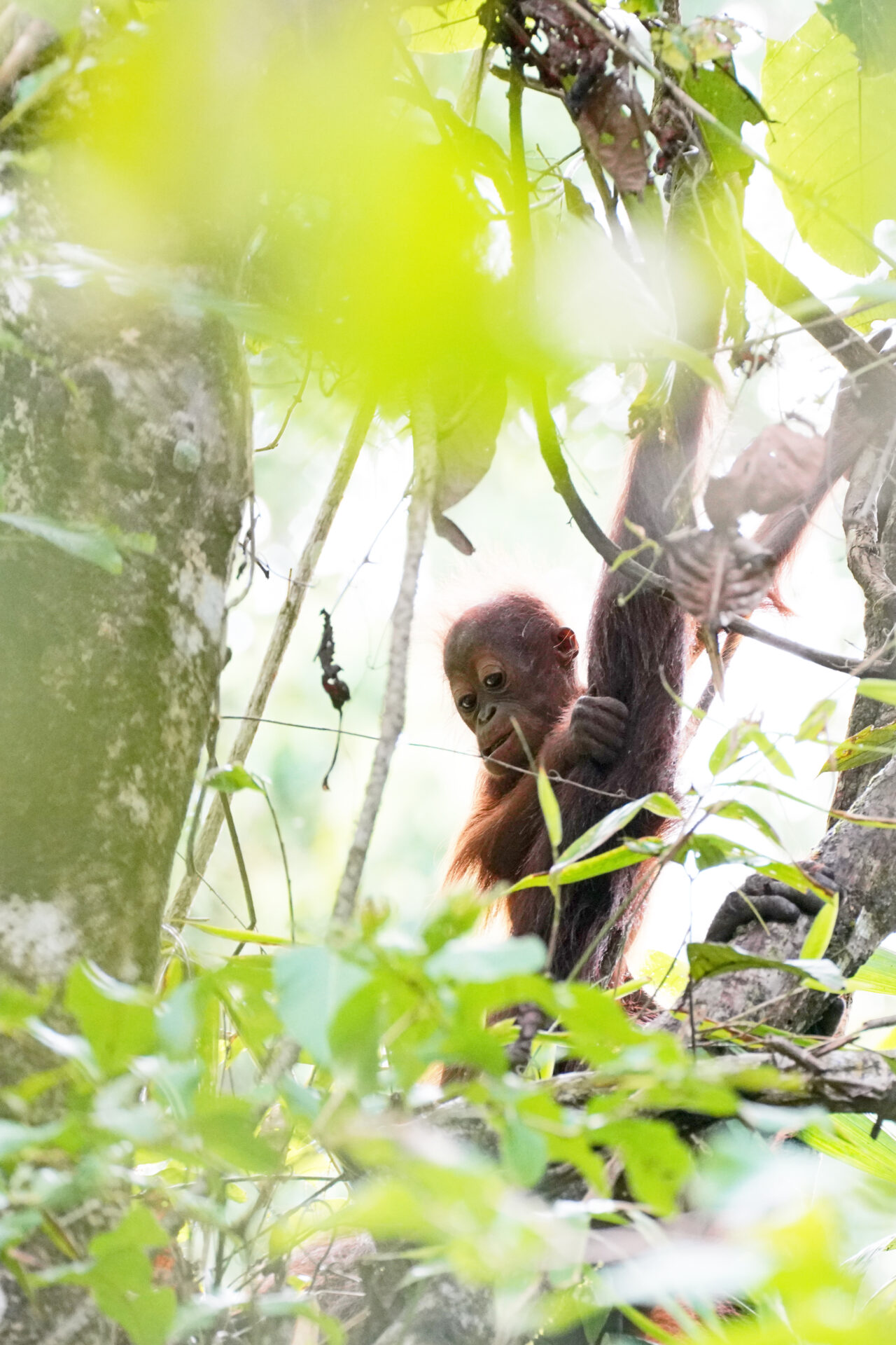 Ein Orang Utan Baby zeigte sich mit seiner Mutter kurz nach unserer Ankunft in der Abai Jungle Lodge am Kinabatangan in Sabah auf Borneo