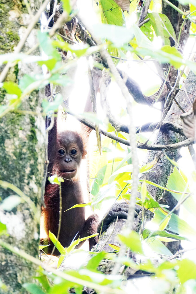 Ein Orang Utan Baby zeigte sich mit seiner Mutter kurz nach unserer Ankunft in der Abai Jungle Lodge am Kinabatangan in Sabah auf Borneo