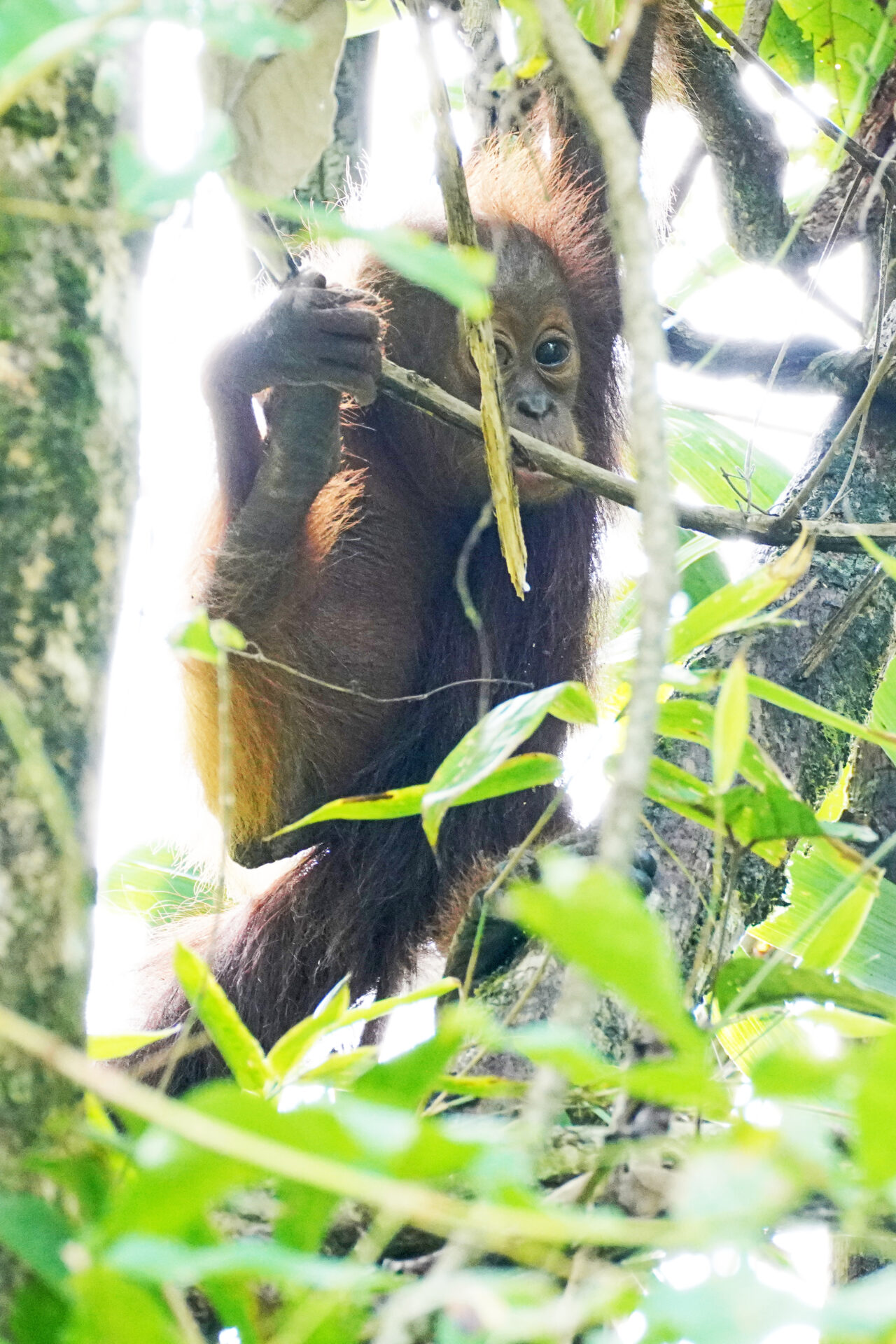 Ein Orang Utan Baby zeigte sich mit seiner Mutter kurz nach unserer Ankunft in der Abai Jungle Lodge am Kinabatangan in Sabah auf Borneo