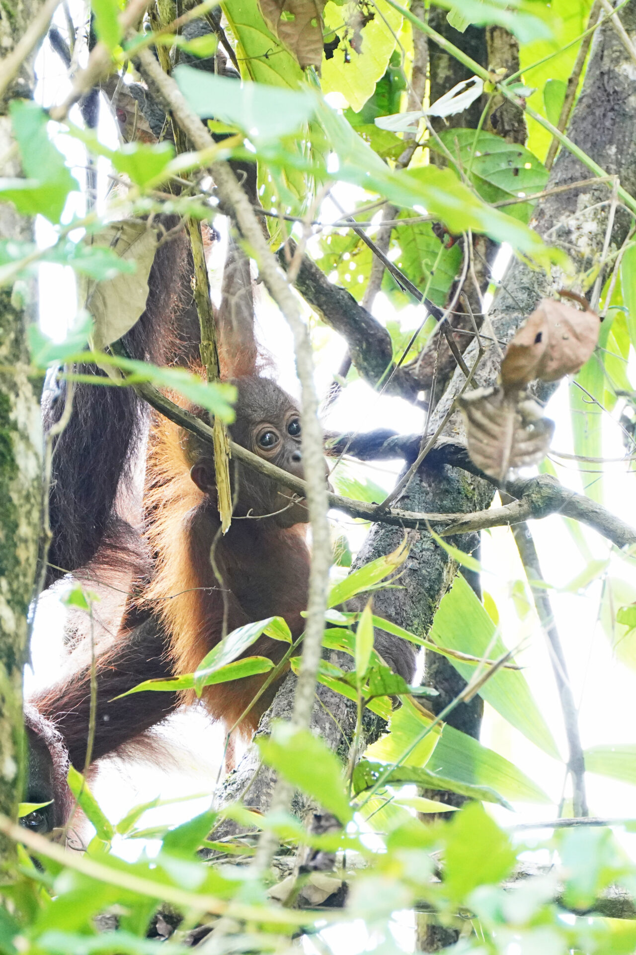 Ein Orang Utan Baby zeigte sich mit seiner Mutter kurz nach unserer Ankunft in der Abai Jungle Lodge am Kinabatangan in Sabah auf Borneo