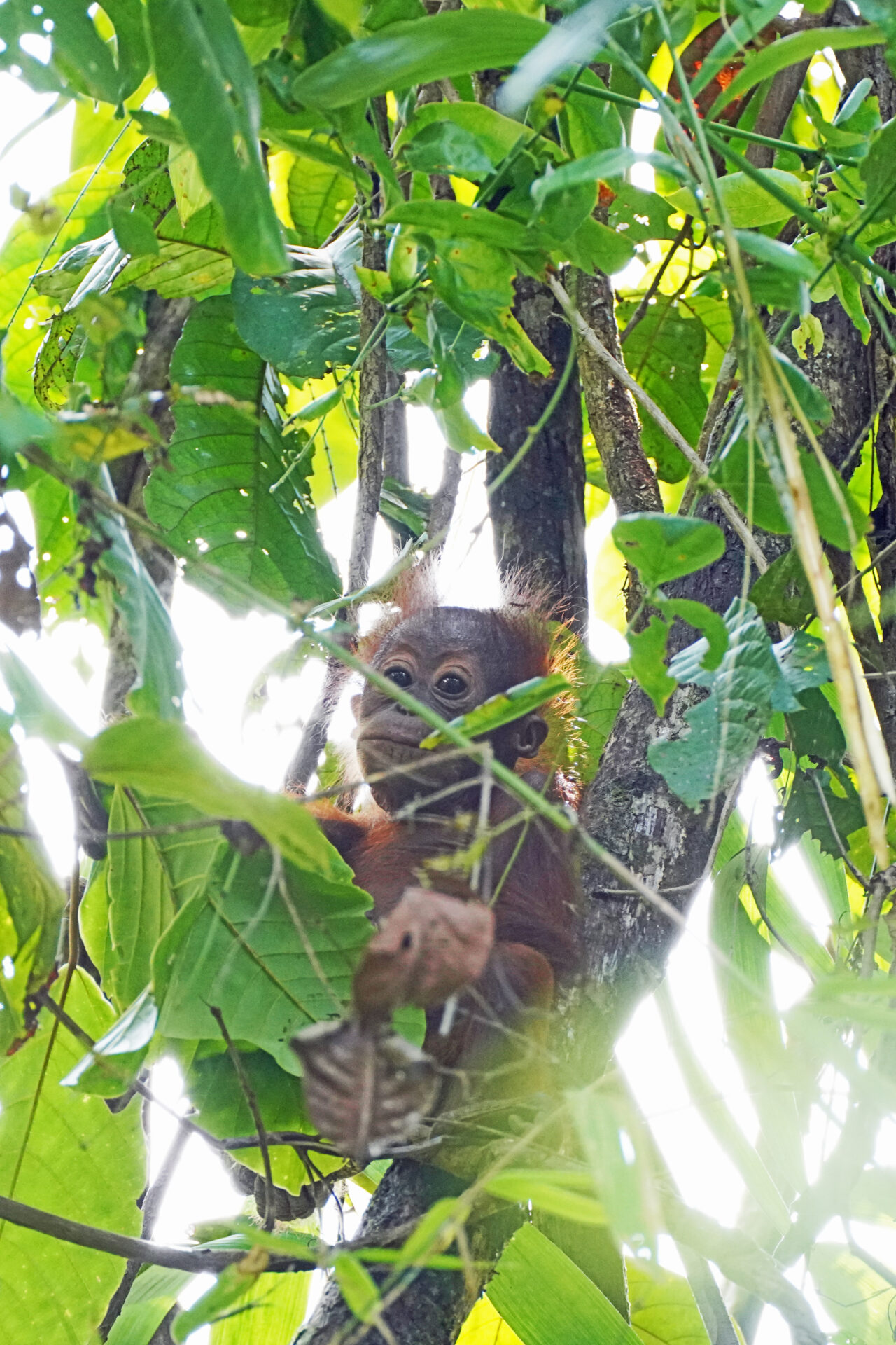 Ein Orang Utan Baby zeigte sich mit seiner Mutter kurz nach unserer Ankunft in der Abai Jungle Lodge am Kinabatangan in Sabah auf Borneo