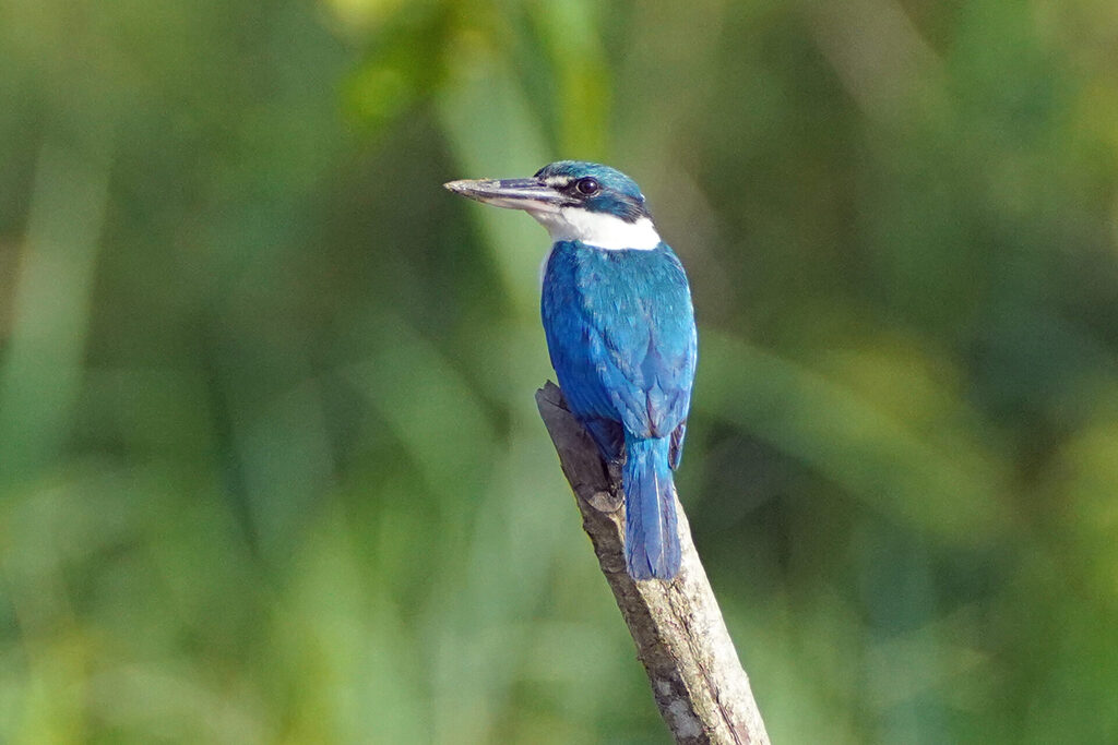 Collared Kingfisher (Halsbandliest)