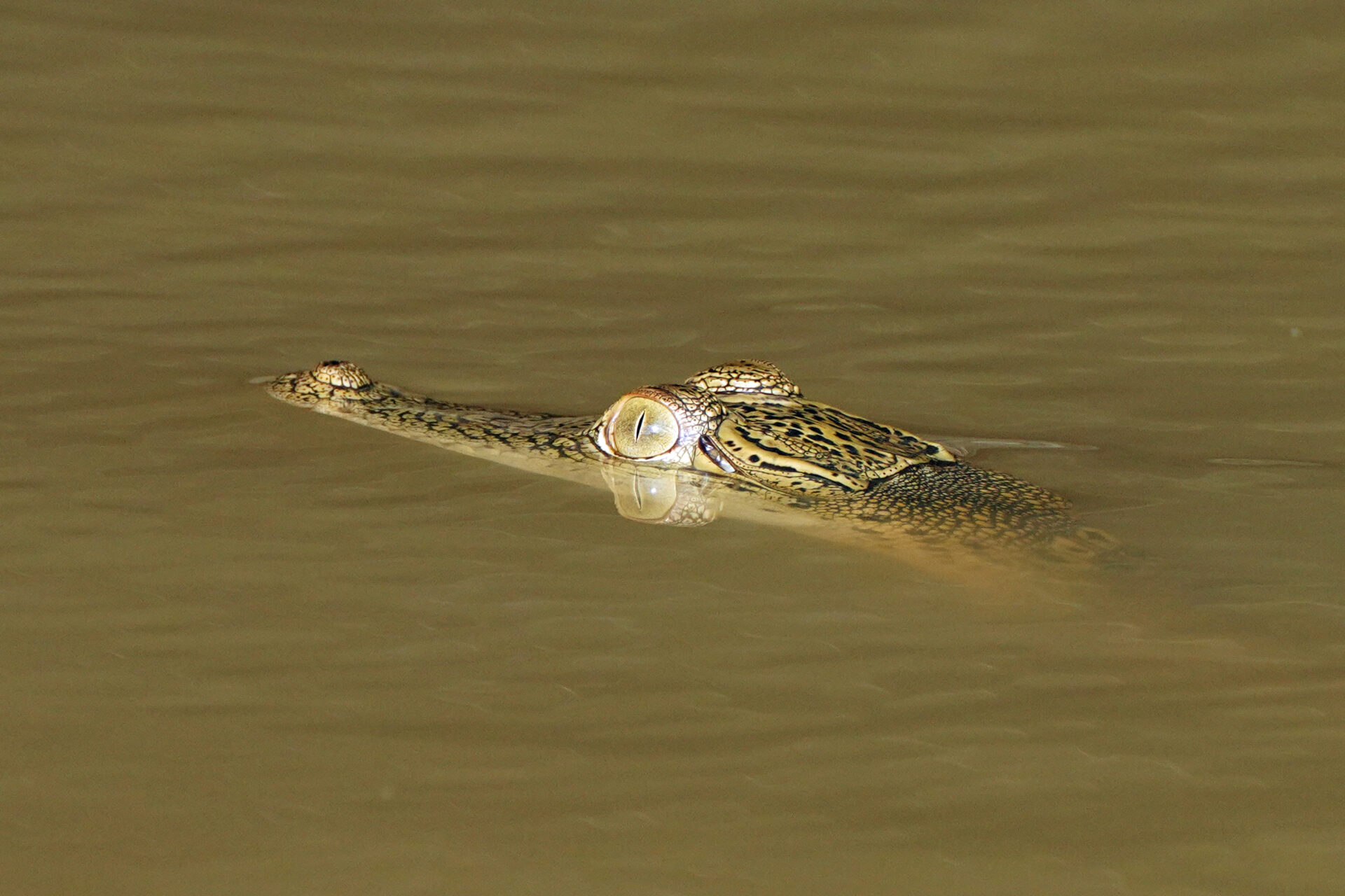Das Krokodil ist ebenfalls ein Vertreter der Big 5 Borneos am Kinabatangan in Sabah in Malaysia