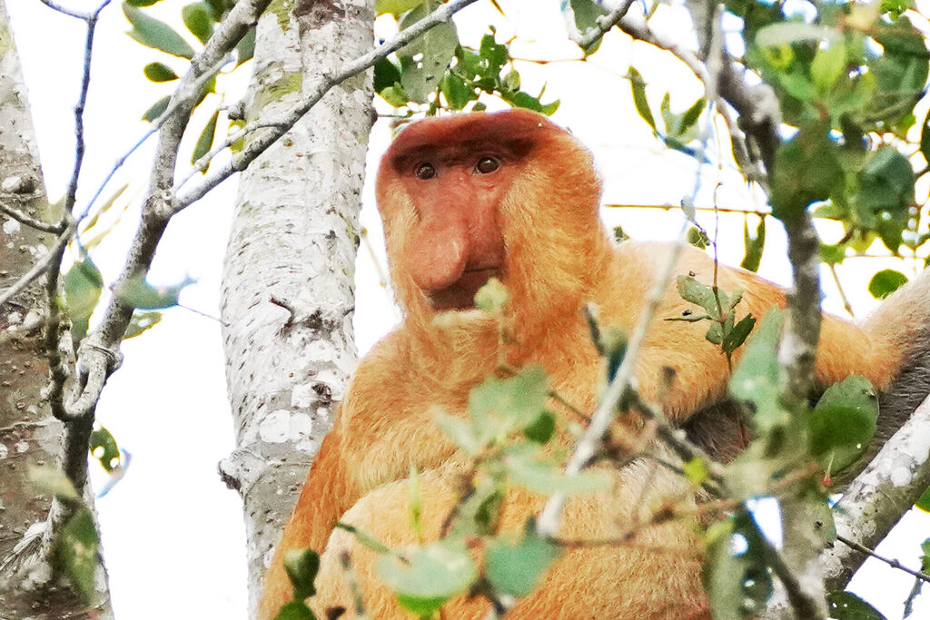 Männlicher Nasenaffe am Kinabatangan in Sabah auf Borneo in Malaysia