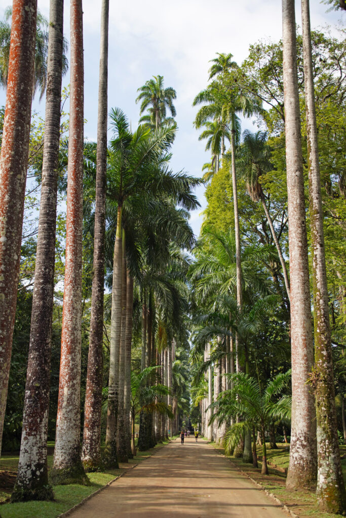 Der Botanische Garten in Rio de Janeiro