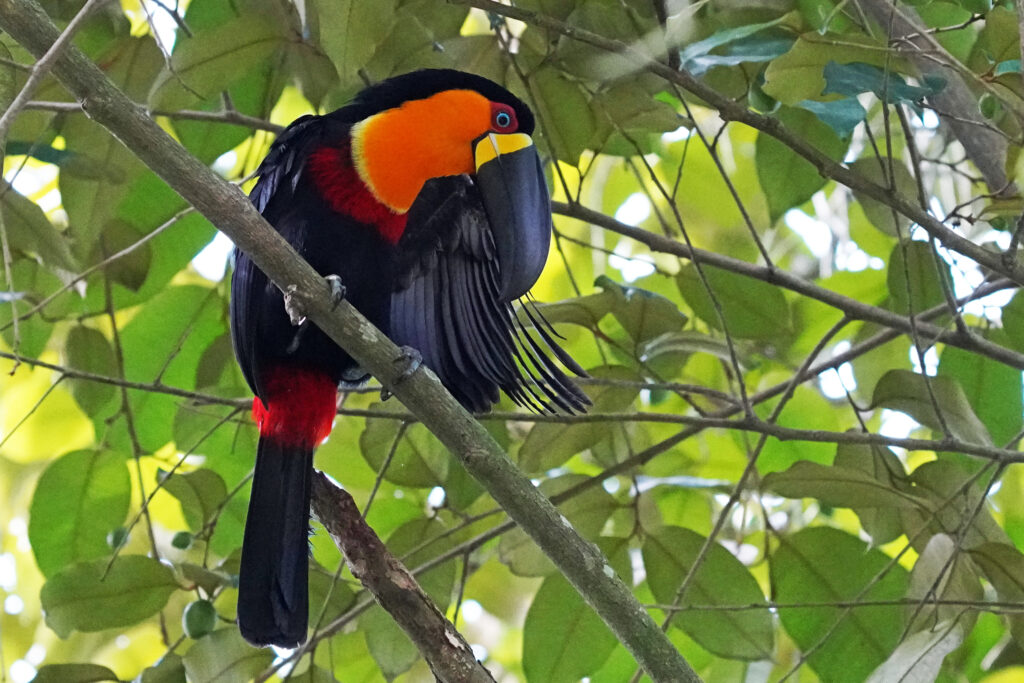 Tukane im Botanischen Garten in Rio de Janeiro