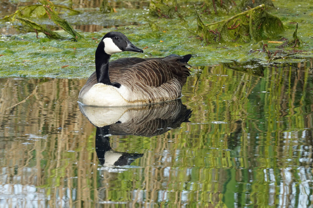 Kanadagans im Haff Reimech bei Remerschen an der Mosel in Luxemburg