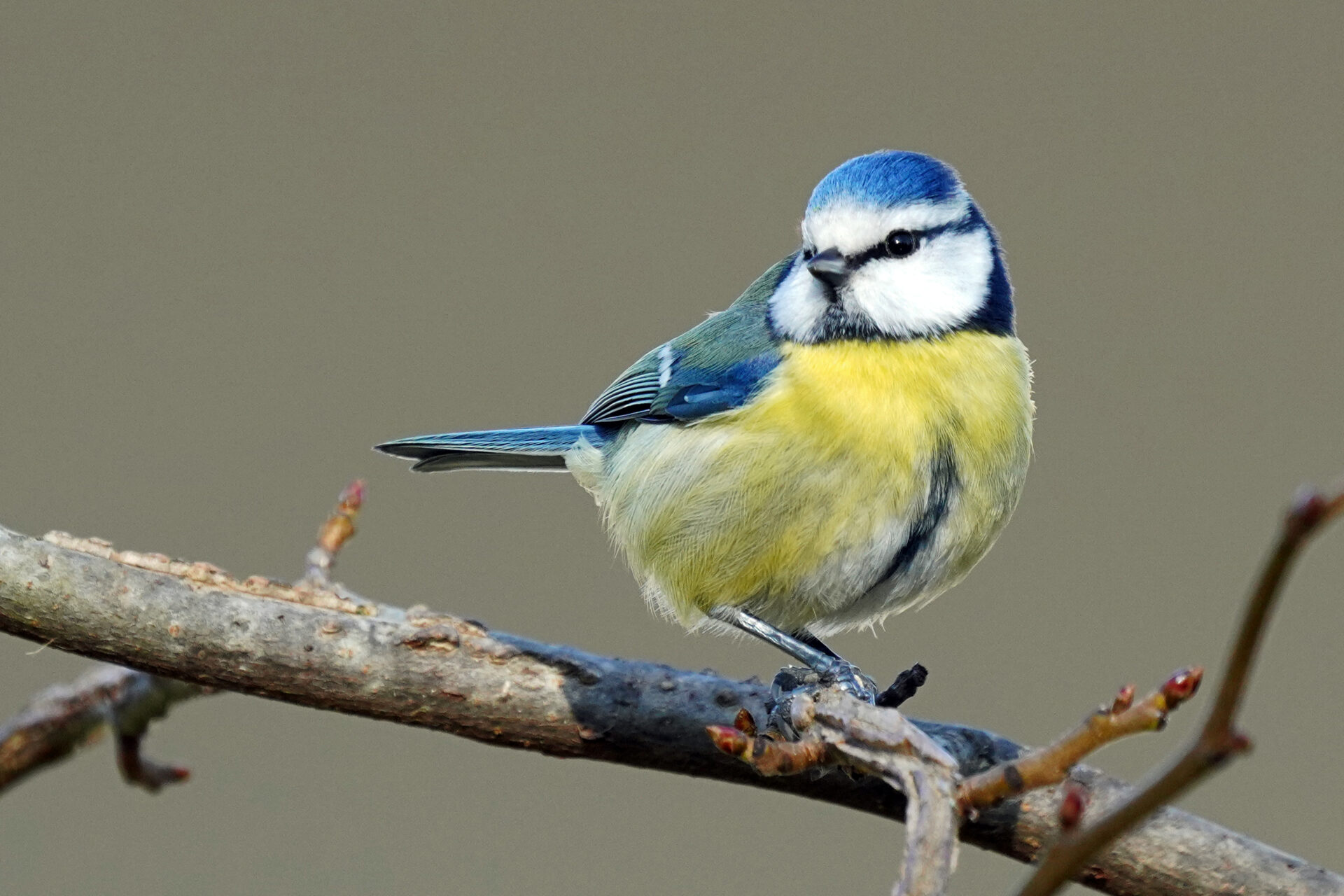 Blaumeise in unserem Garten in Homburg in Sanddorf im Saarland