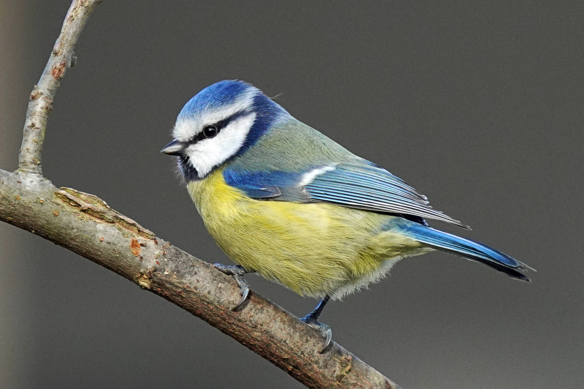 Blaumeise in unserem Garten in Homburg in Sanddorf im Saarland