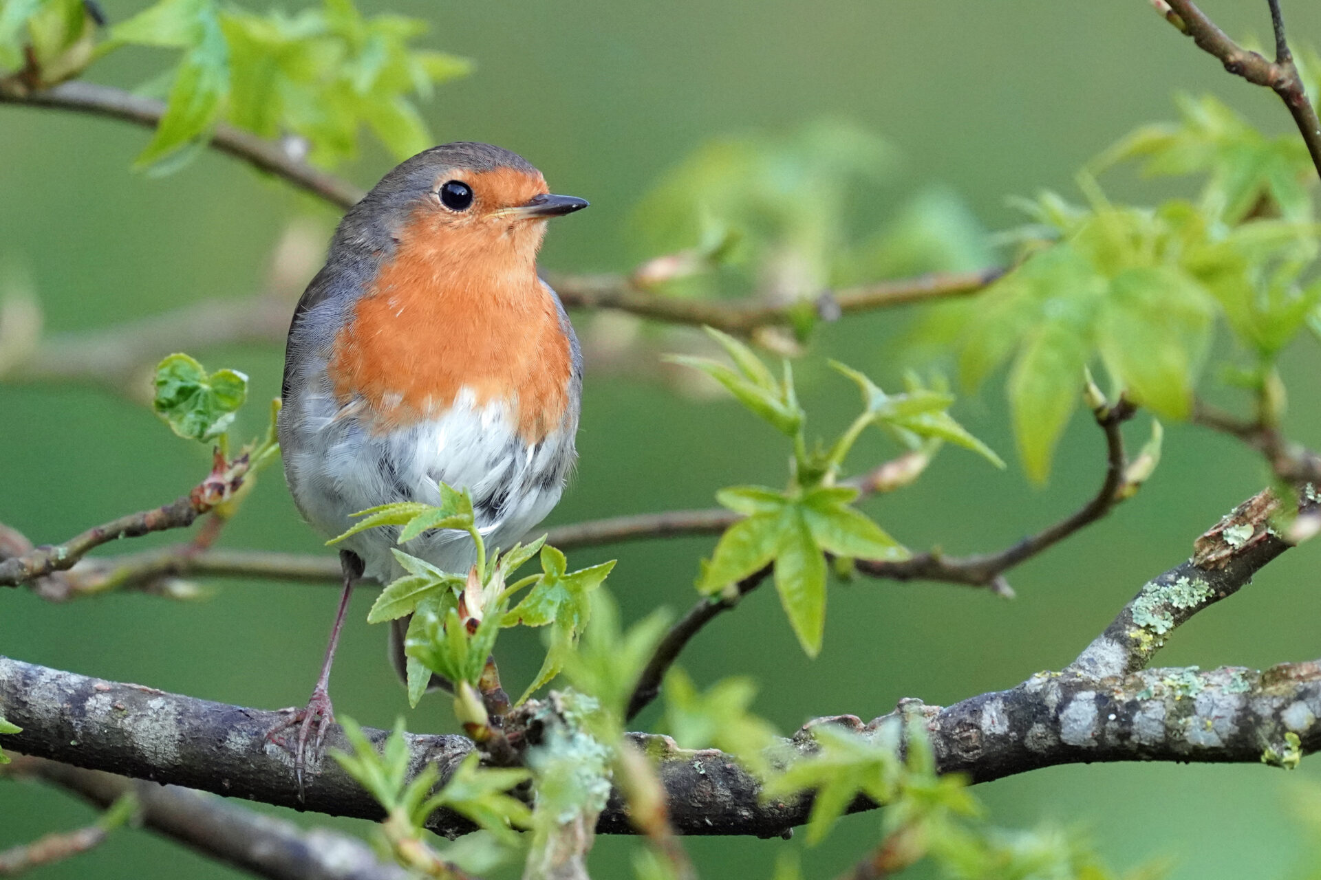 Rotkehlchen in unserem Garten in Sanddorf in Homburg im Saarland