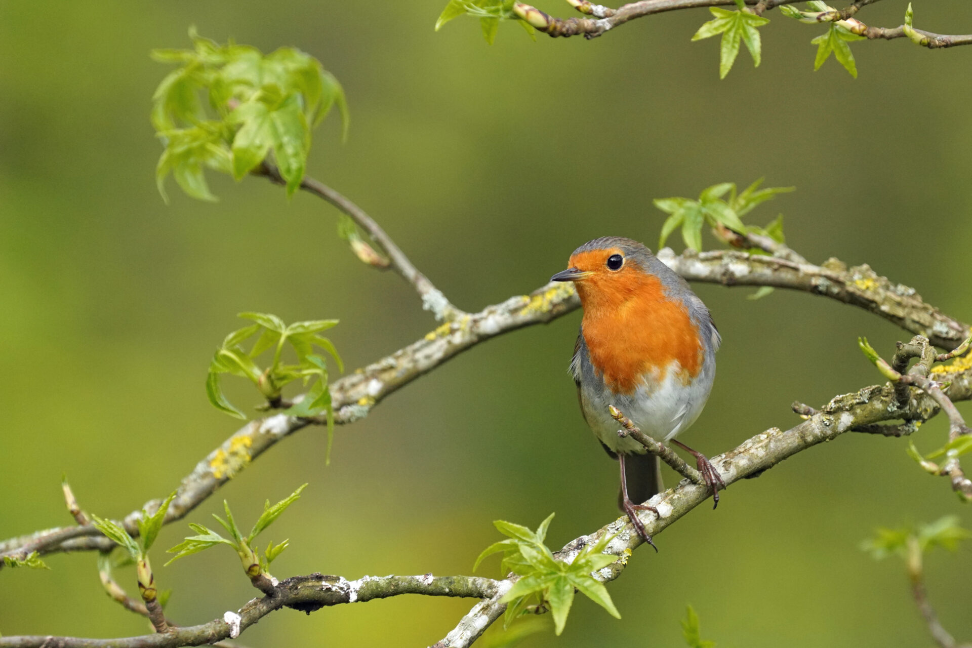Rotkehlchen in unserem Garten in Sanddorf in Homburg im Saarland
