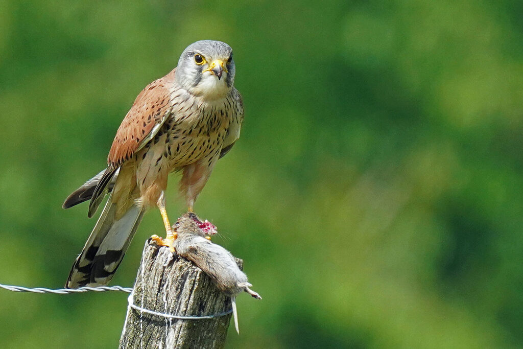 Turmfalke nach erfolgreicher Jagd am Lenzenberg bei Ihringen im Kaiserstuhl