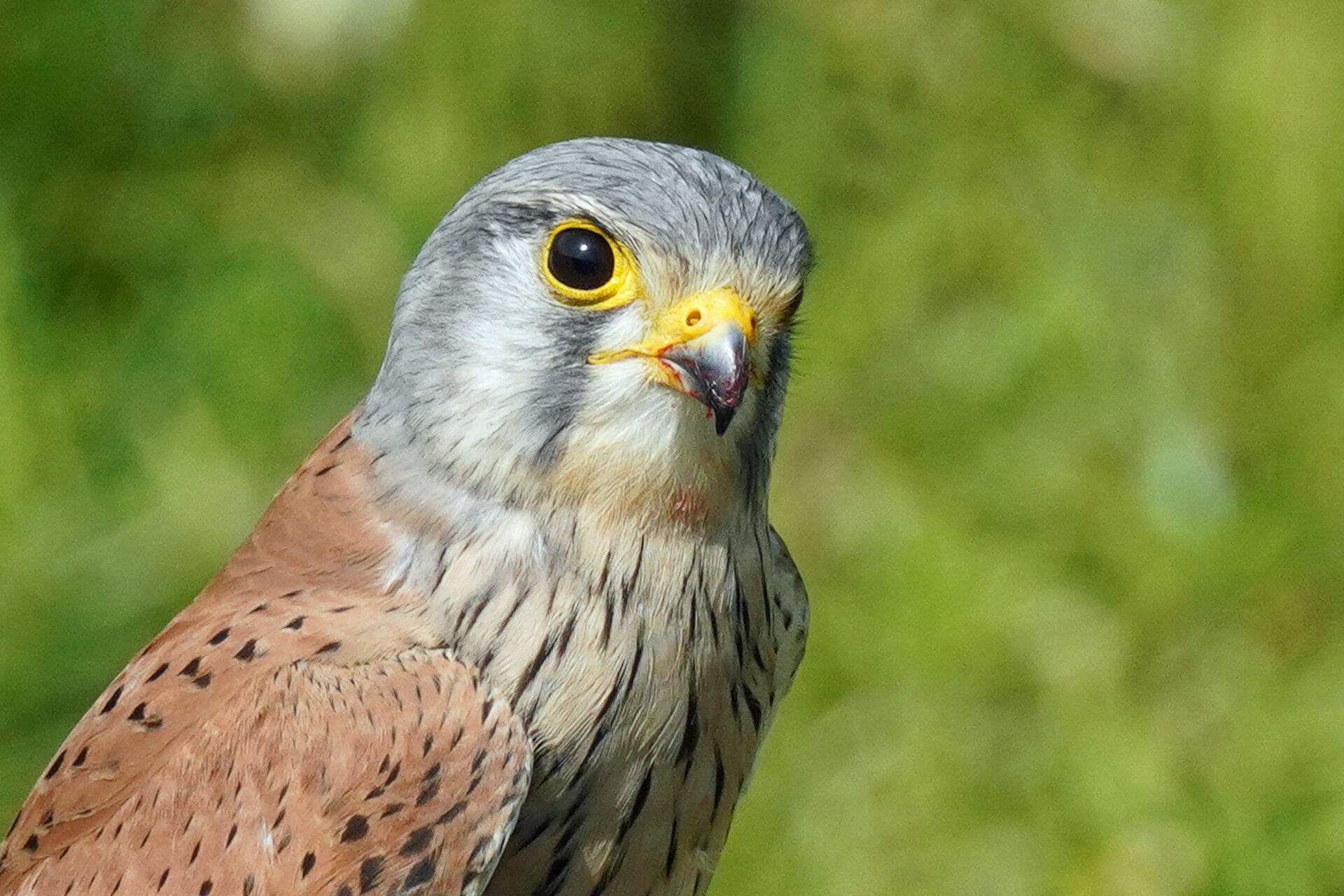 Turmfalke nach erfolgreicher Jagd am Lenzenberg bei Ihringen im Kaiserstuhl