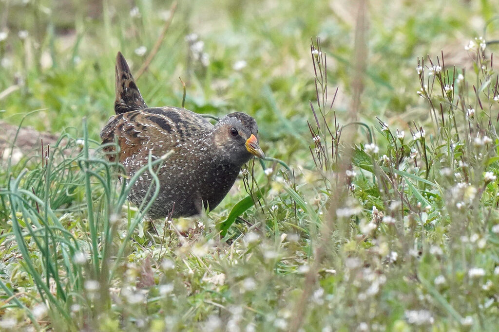 Tümpelsumpfhuhn in der Saalbachniederung