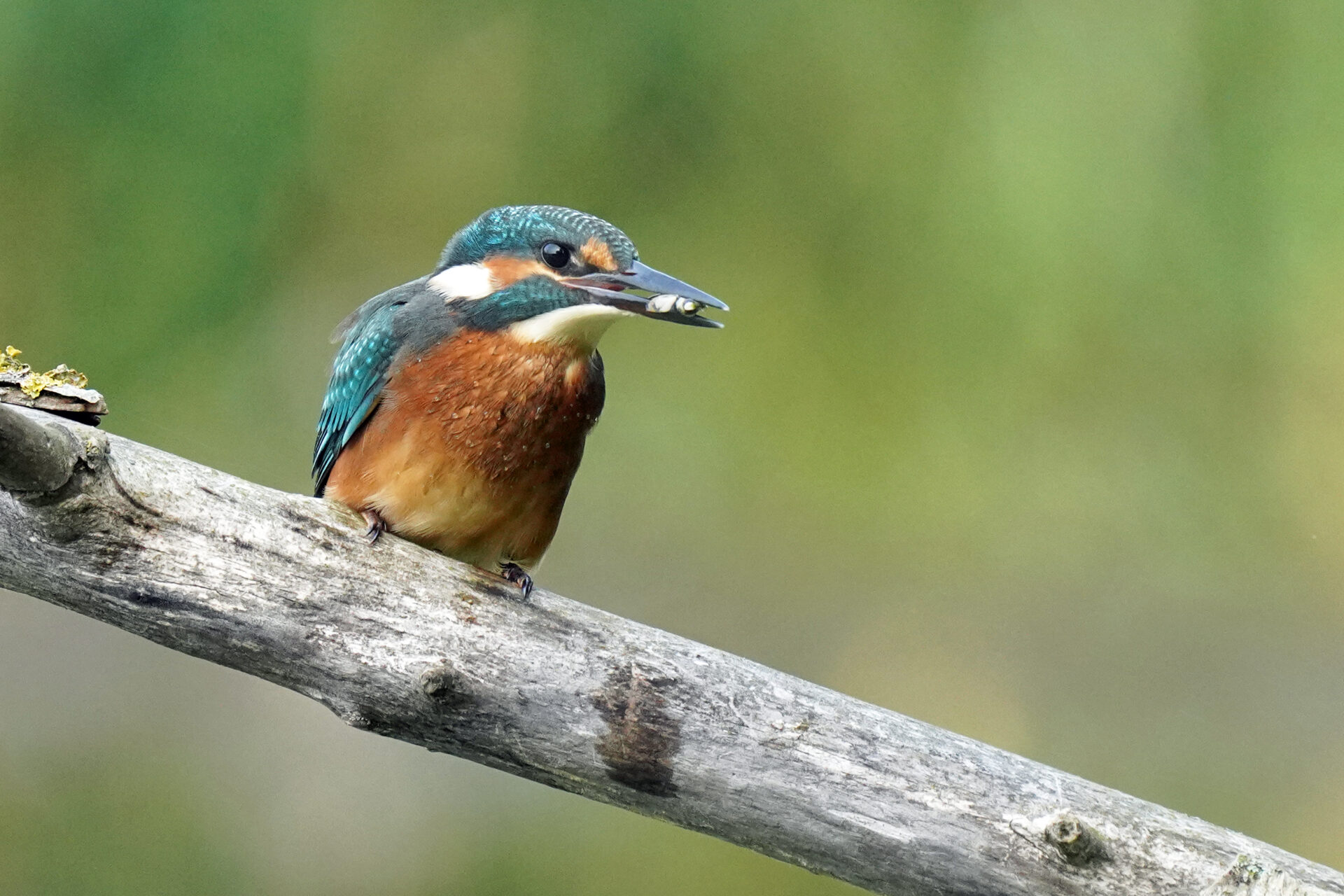 Gewöhnlicher Eisvogel am Ökosee in Dillingen im Saarland
