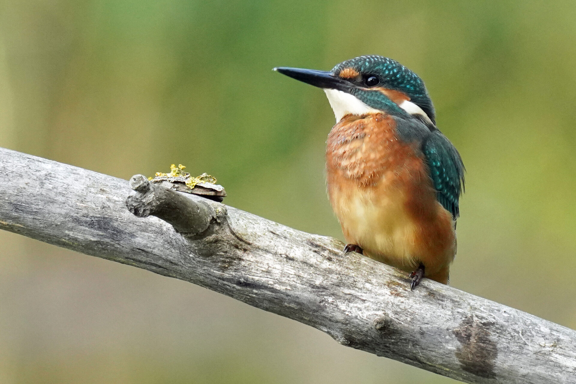 Gewöhnlicher Eisvogel am Ökosee in Dillingen im Saarland