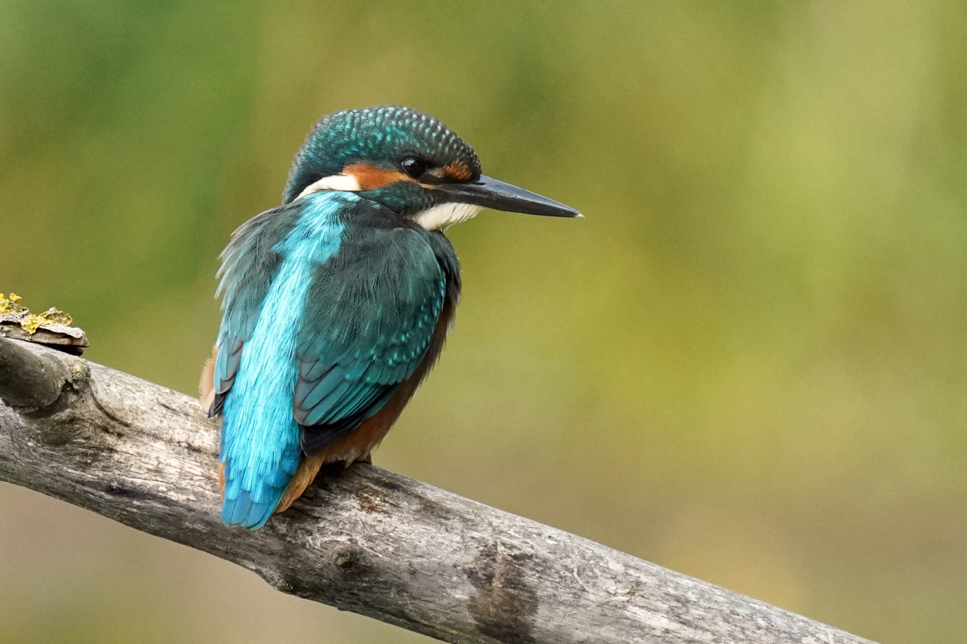 Gewöhnlicher Eisvogel am Ökosee in Dillingen im Saarland