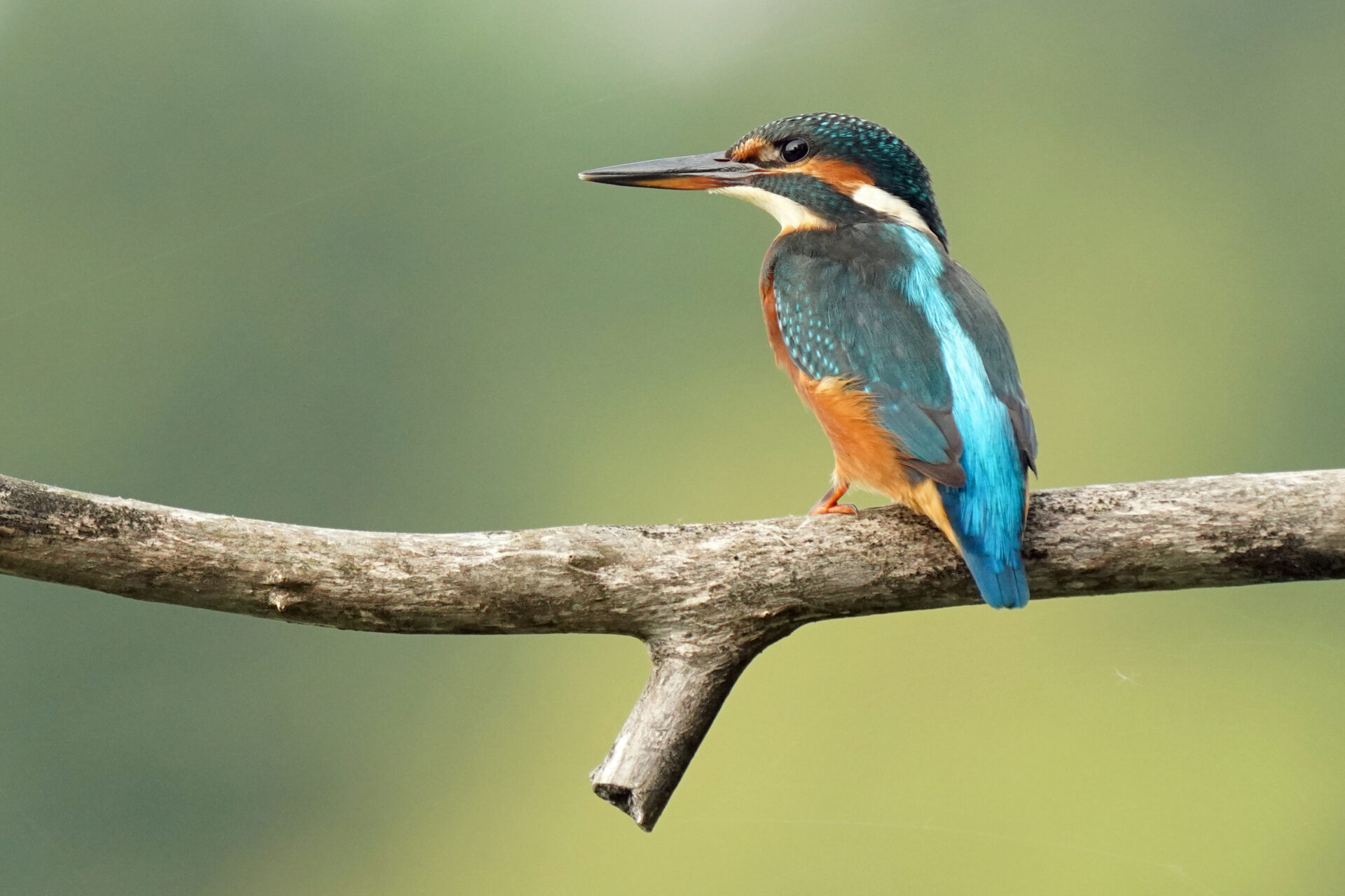 weiblicher Gewöhnlicher Eisvogel am Ökosee in Dillingen im Saarland