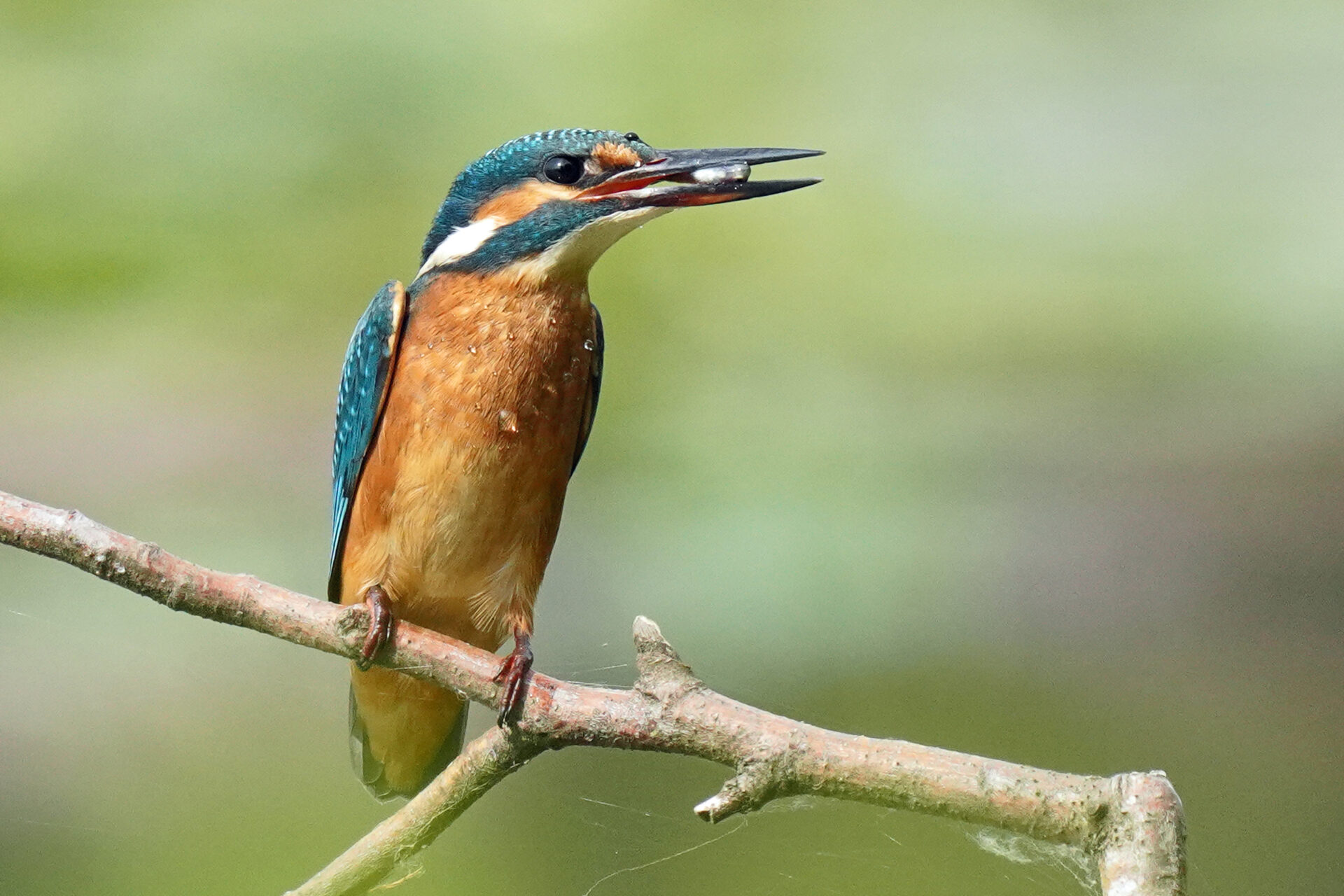 Gewöhnlicher Eisvogel am Ökosee in Dillingen im Saarland
