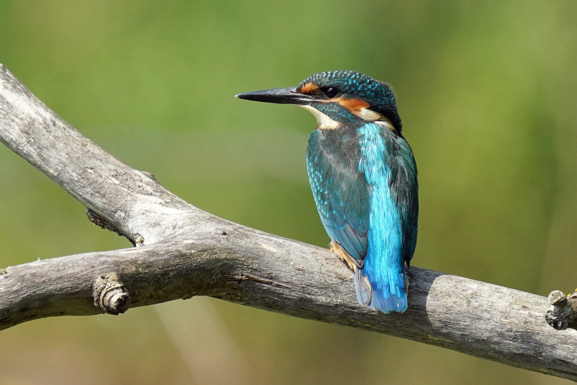 Gewöhnlicher Eisvogel am Ökosee in Dillingen im Saarland