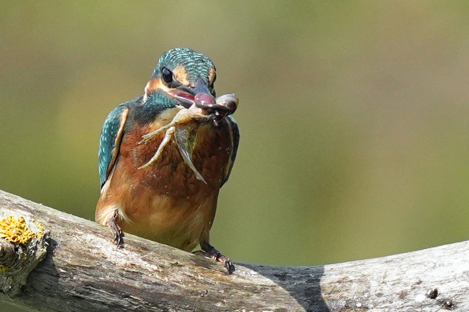 Gewöhnlicher Eisvogel am Ökosee in Dillingen im Saarland
