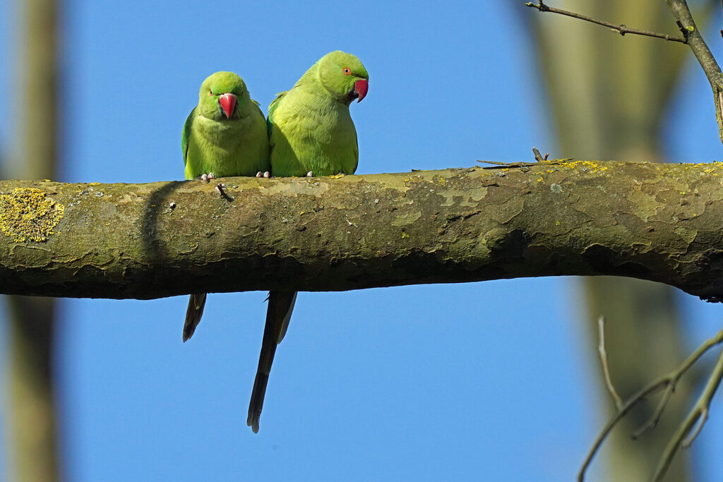 Halsbandsittiche in Zweibrücken am Rosengarten