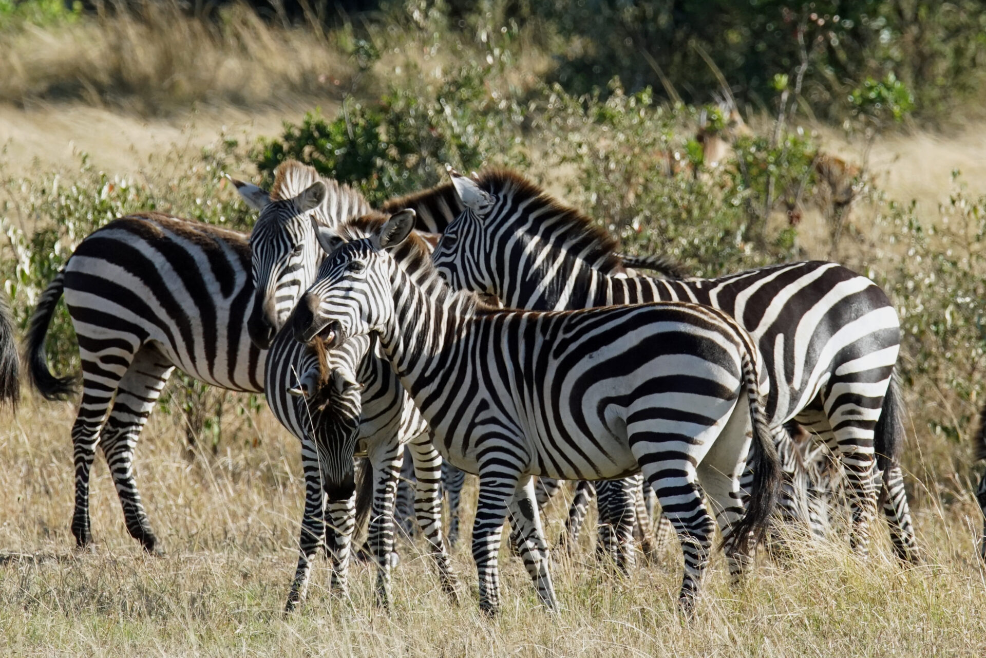 Zebras beim Spiel in der Masai Mara