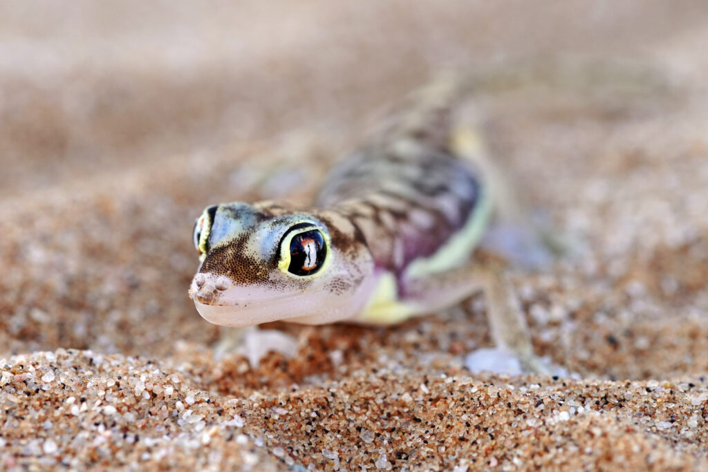 Der Wüstengecko bei der Little Five Safari in der Dorob-Wüste bei Swakopmund in Namibia