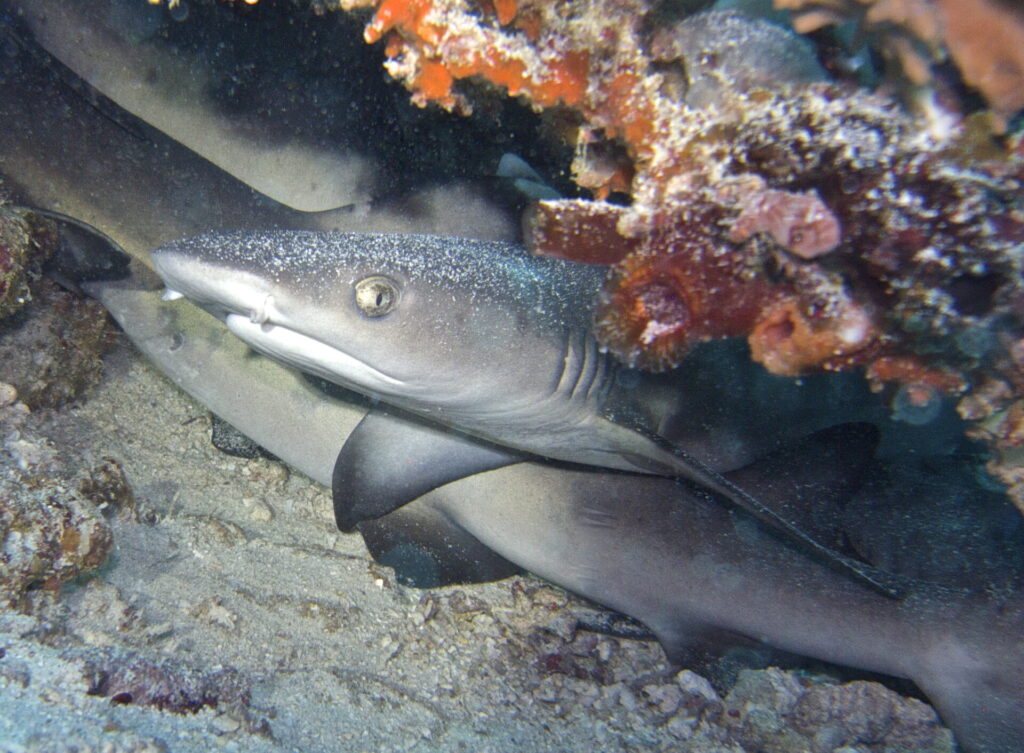 Haie beim Tauchen im Bunaken Nationalpark in Sulawesi