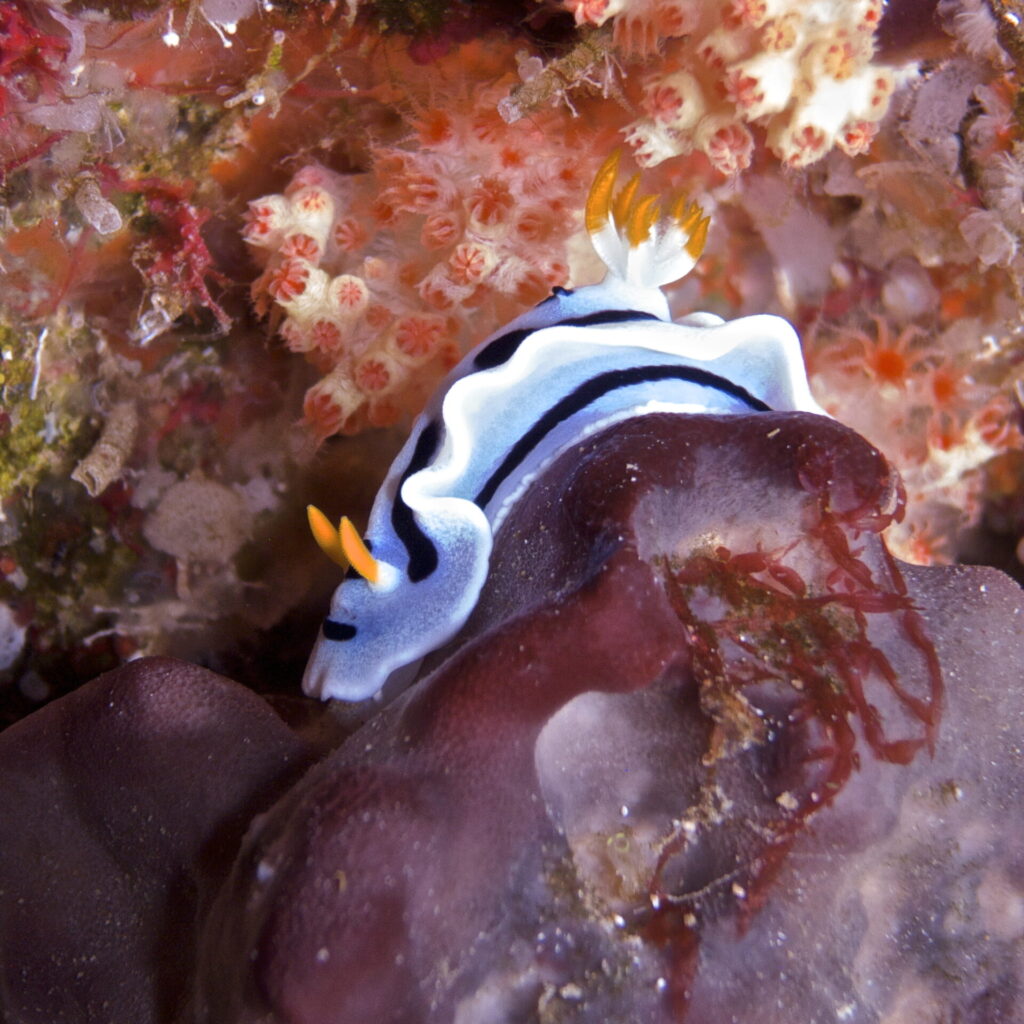 Nacktschnecke beim Tauchen im Bunaken Nationalpark in Sulawesi