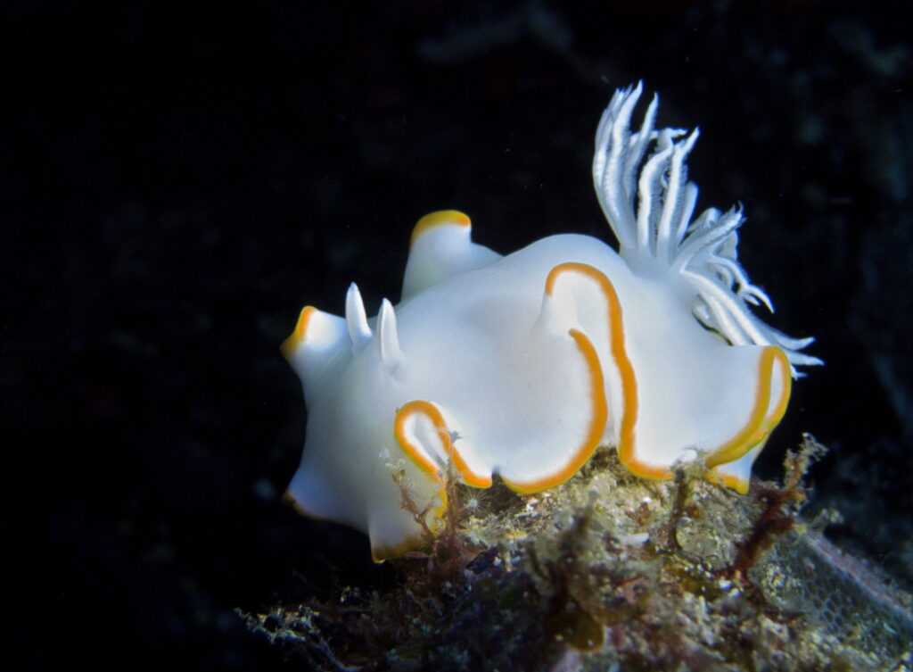 Nacktschnecke beim Tauchen im Bunaken Nationalpark in Sulawesi