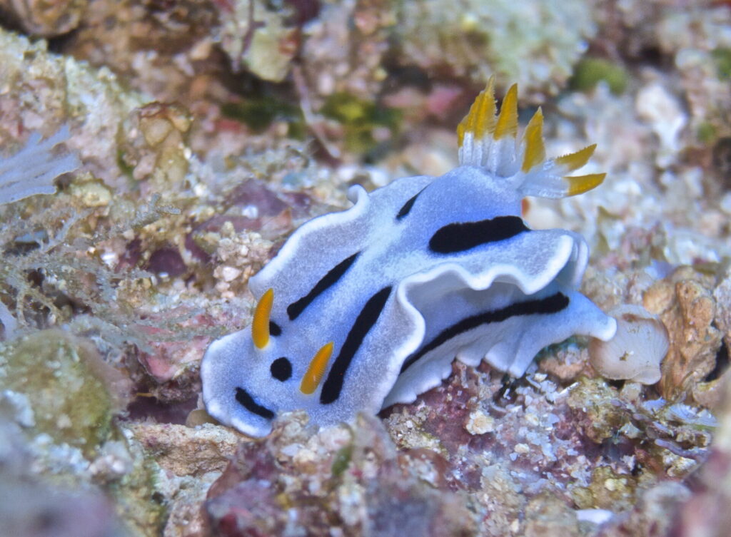 Nacktschnecke beim Tauchen im Bunaken Nationalpark in Sulawesi